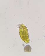 Image of zygodon moss