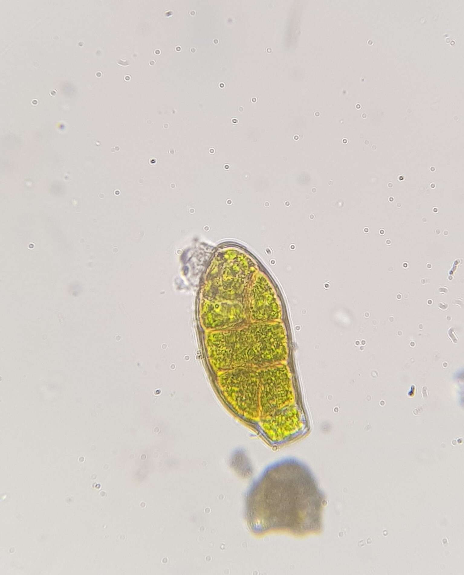 Image of zygodon moss