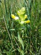 Image of late-flowering yellow rattle