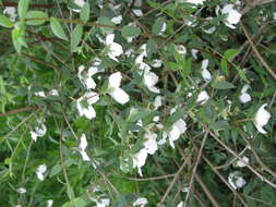 Image of Philadelphus mexicanus Schltdl.