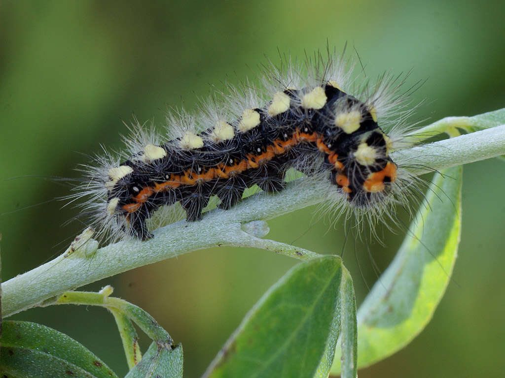 Image of Acronicta cinerea Hufnagel 1766