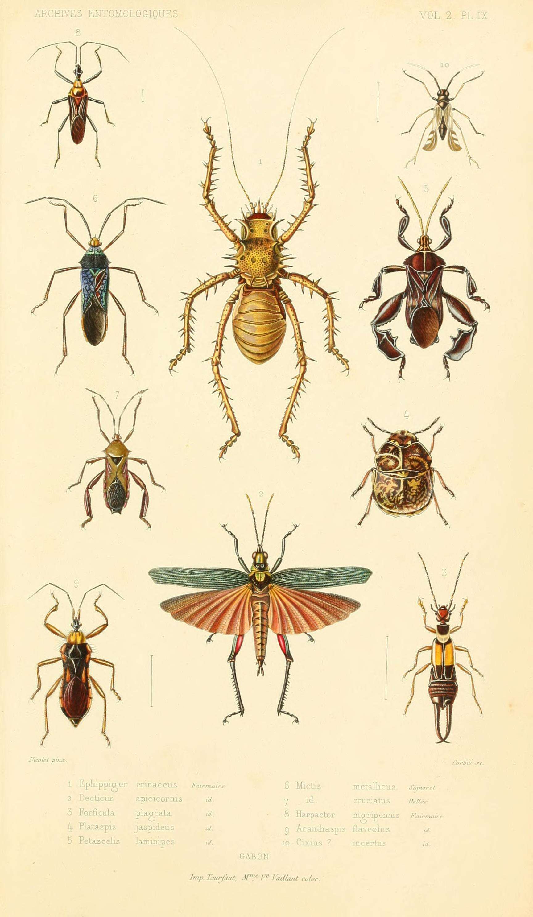 Image of Taphronota (Taphronota) ferruginea (Fabricius 1781)