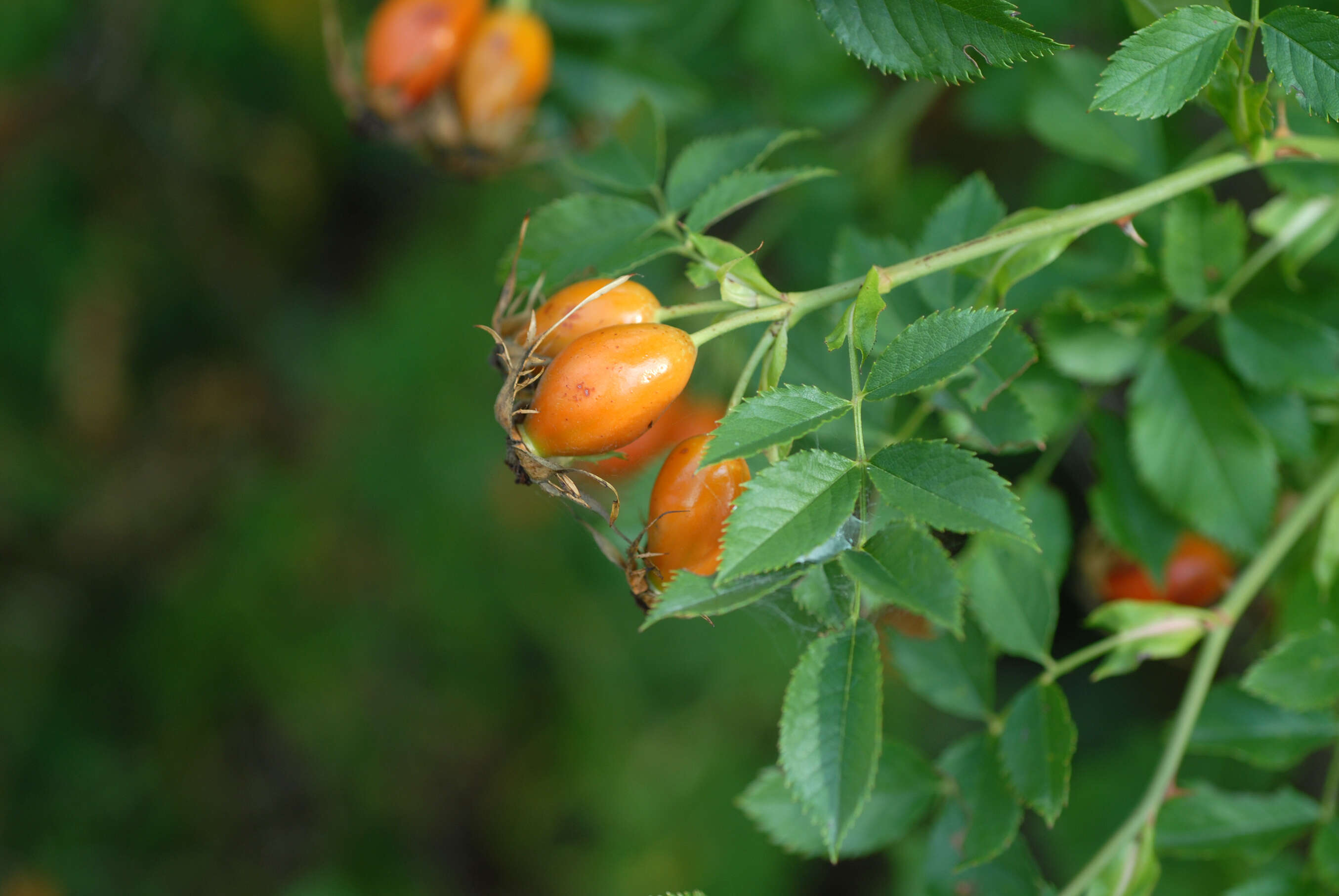 Image of dog rose