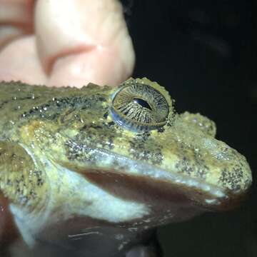 Image of Golfito Robber Frog