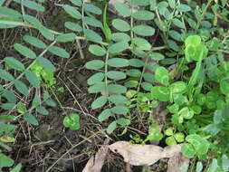 Image of Common Vetch