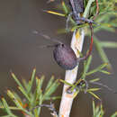 Image of Grevillea hortiorum