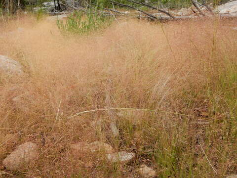 Image of rough bentgrass