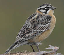 Image of Smith's Longspur