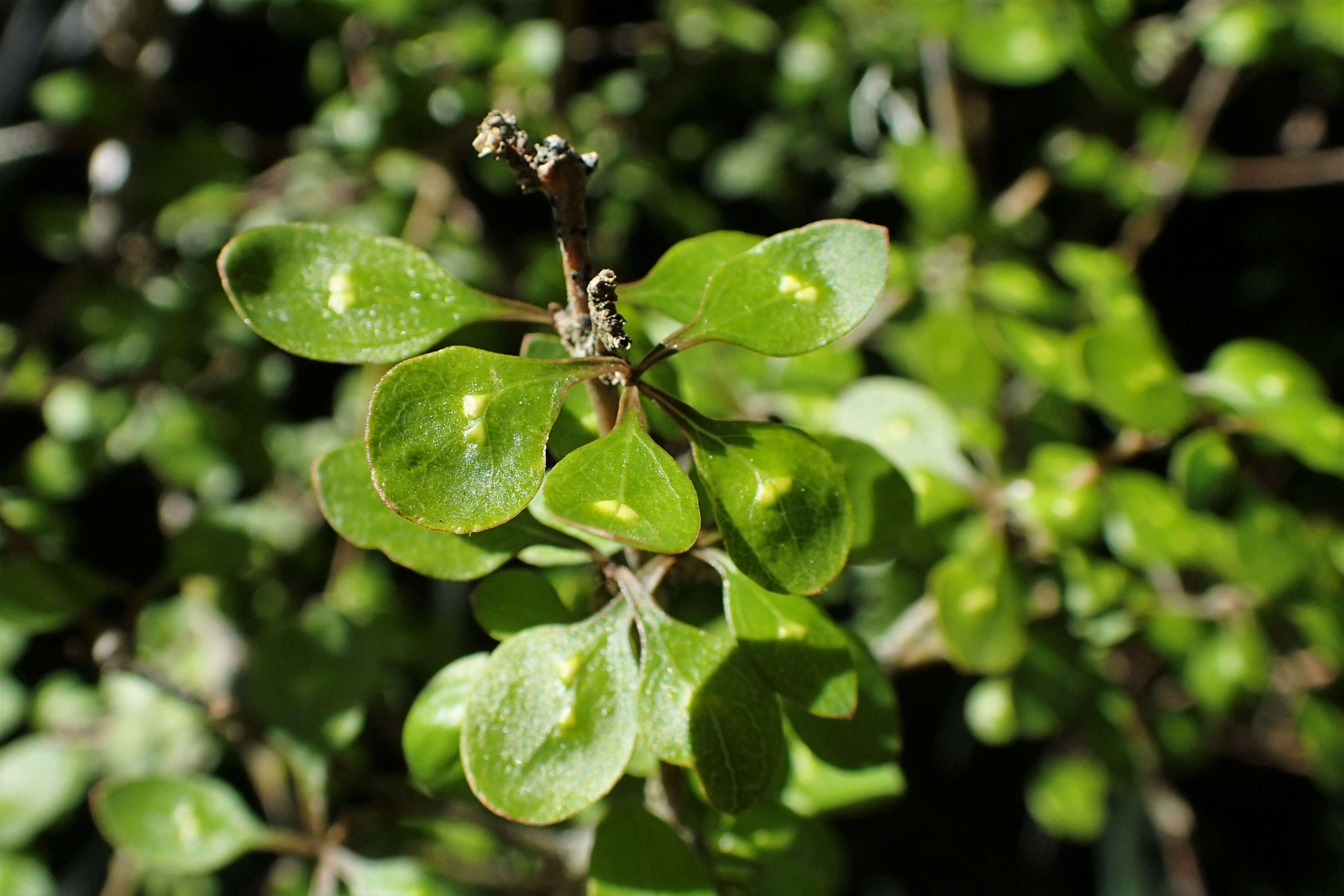 Image of Coprosma virescens Petrie