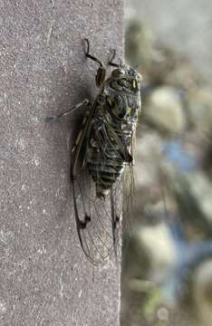 Image of clapping cicada