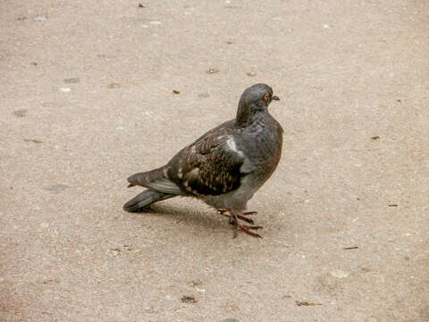 Columba livia domestica的圖片