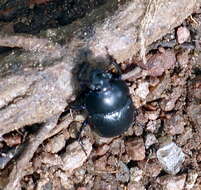 Image of Anoplotrupes