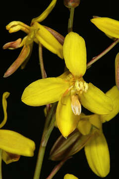 Image of Cyanella lutea L. fil.