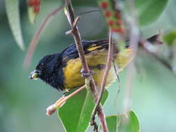 Image of Yellow-bellied Siskin