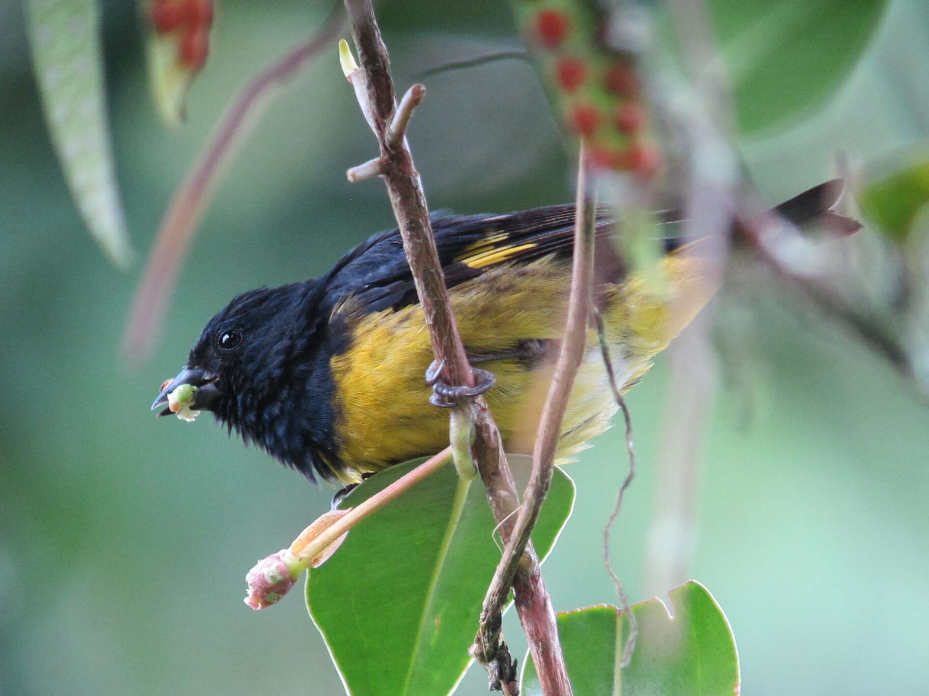 Image of Yellow-bellied Siskin