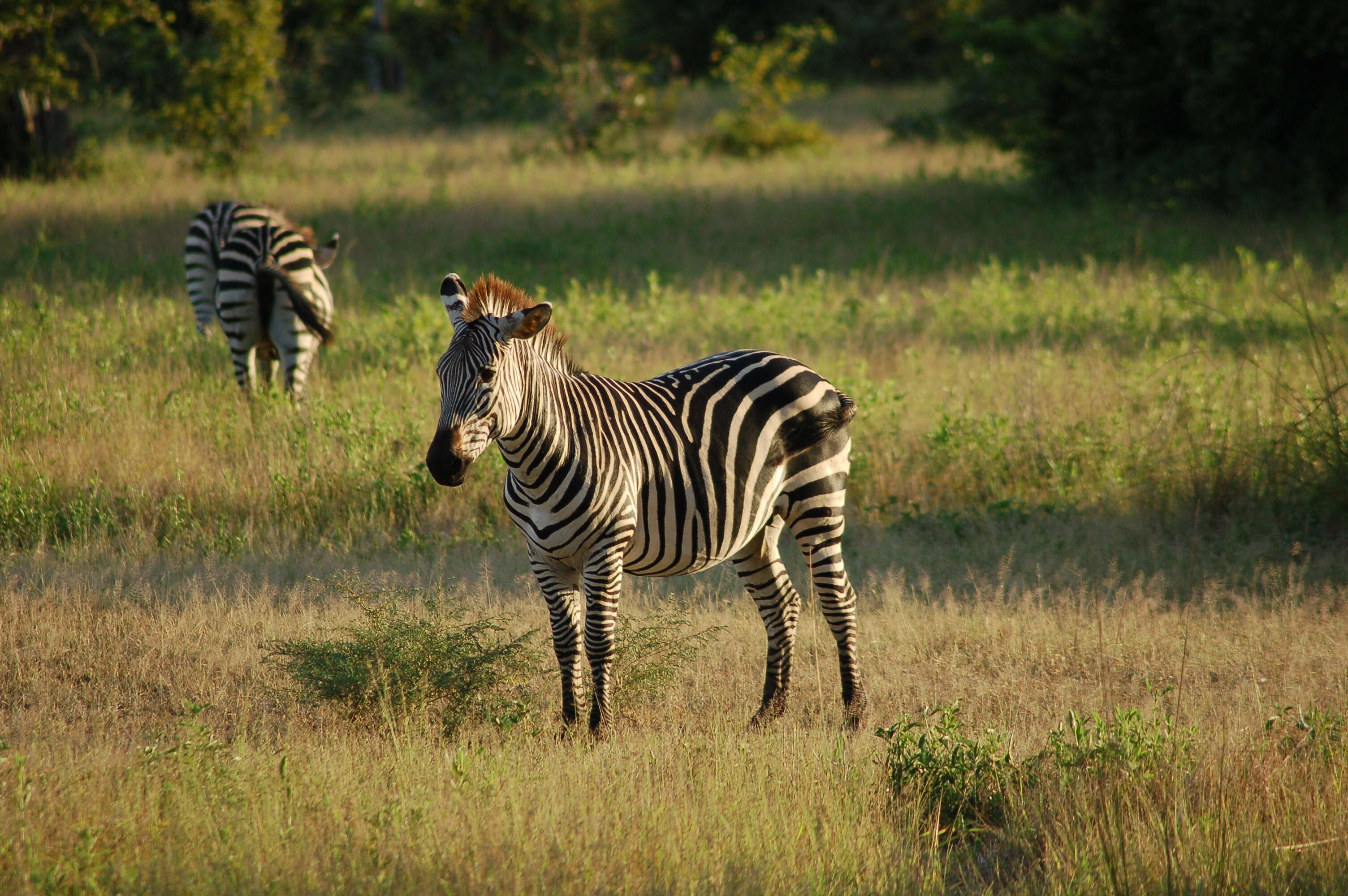 Image of Grant's zebra