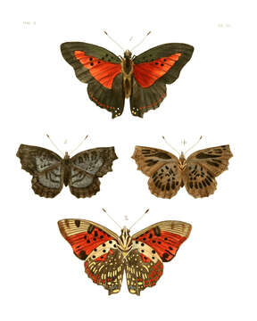 Imagem de Charaxes zingha Stoll 1780