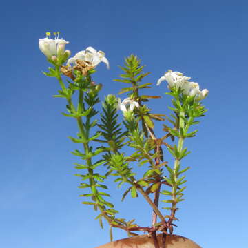 Image of Asperula conferta Hook. fil.