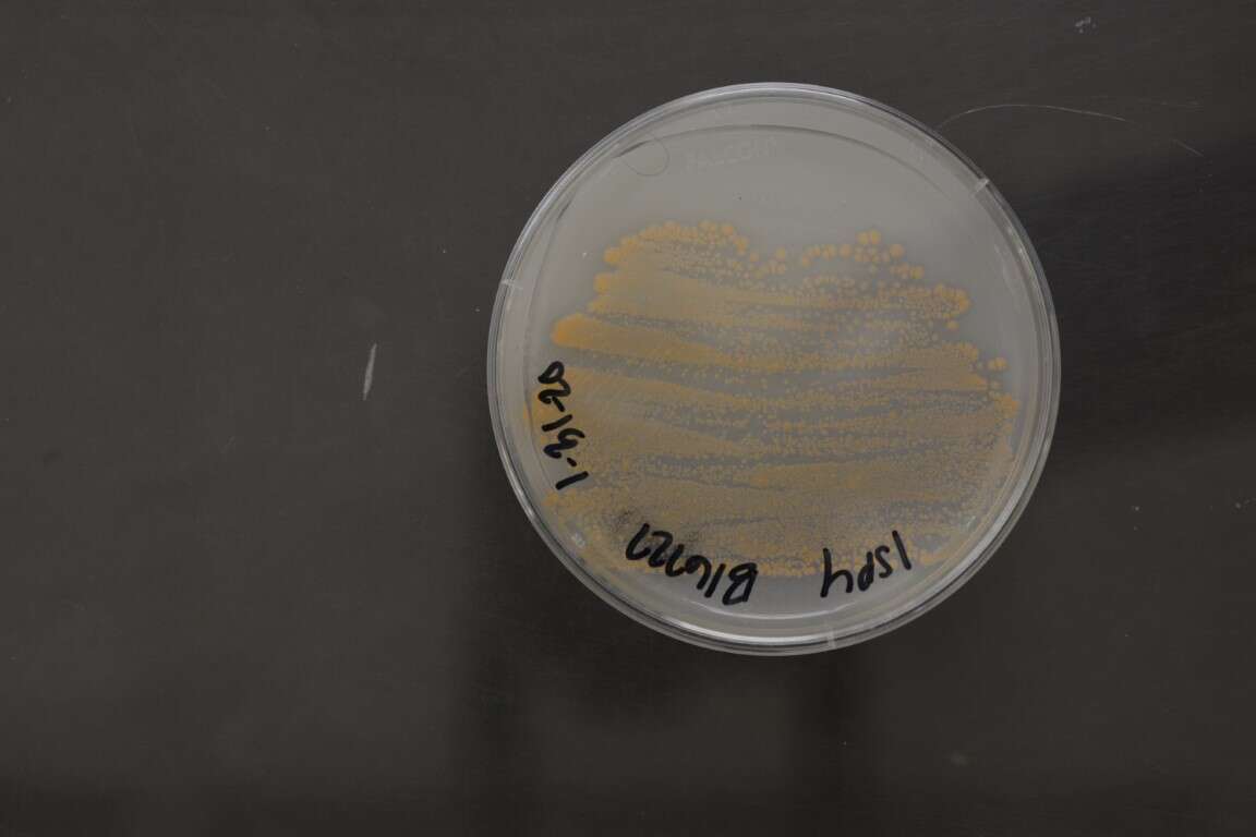 Слика од Micromonosporales