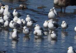 Image of Lesser Black-backed Gull