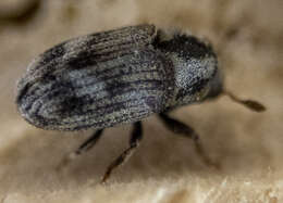 Hylesinus aculeatus Say 1824 resmi