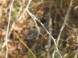 Image of Green-eyed Hooktail