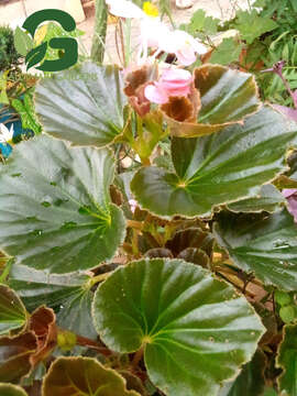 Image of clubed begonia