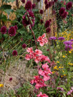 Image of elegant clarkia