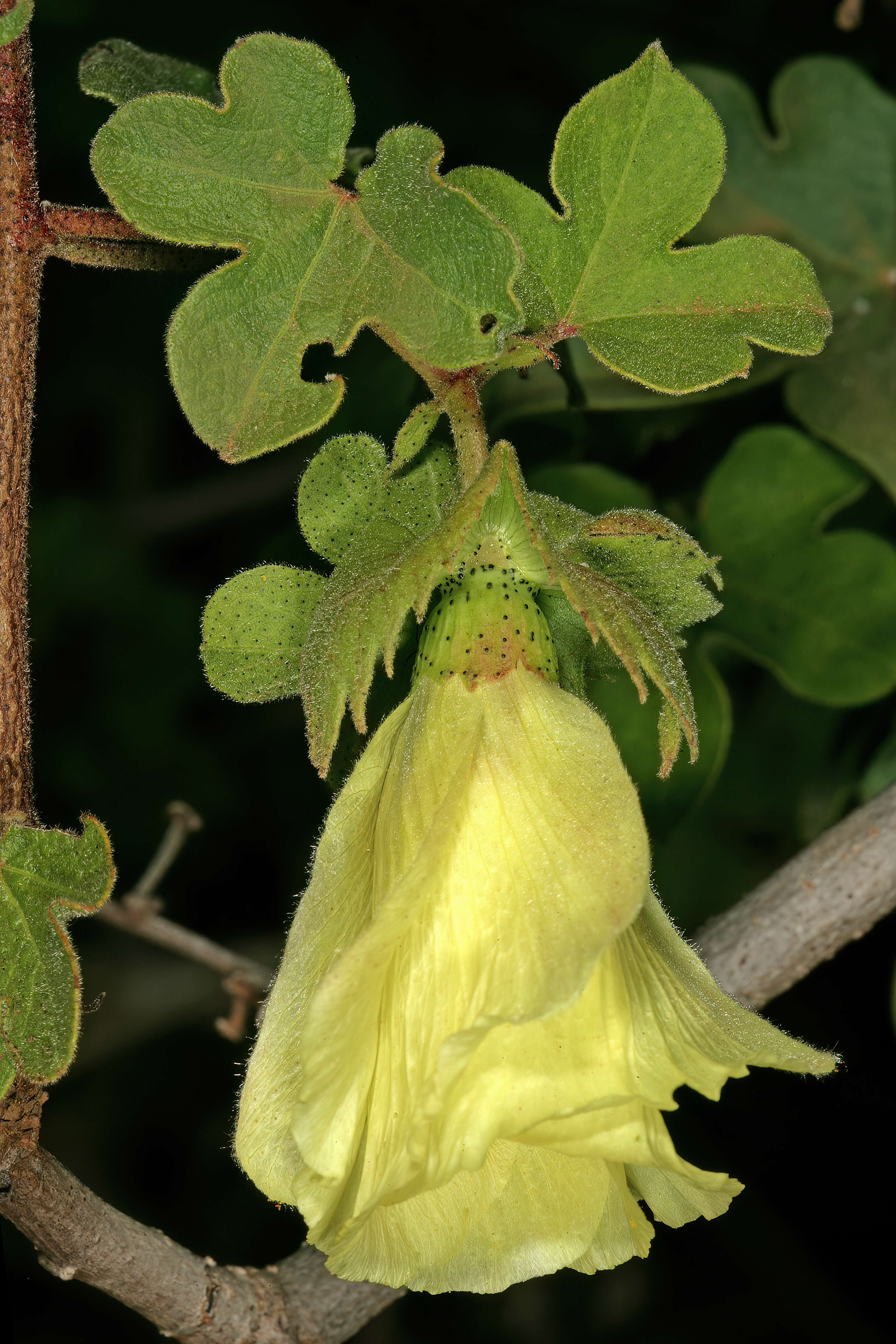 Imagem de Gossypium herbaceum L.