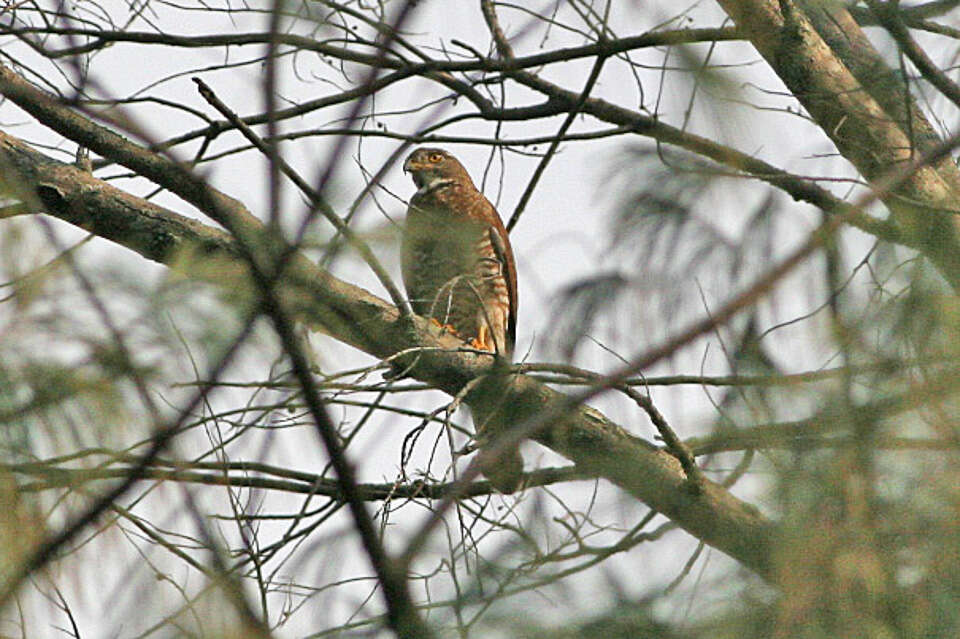 Image of Grey-faced Buzzard