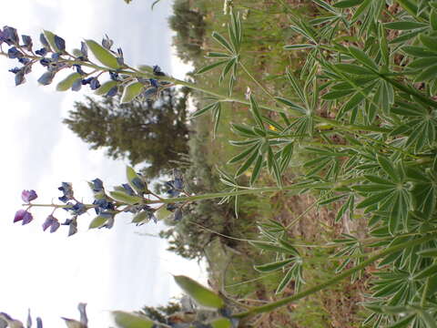 Image of big-leaved lupine