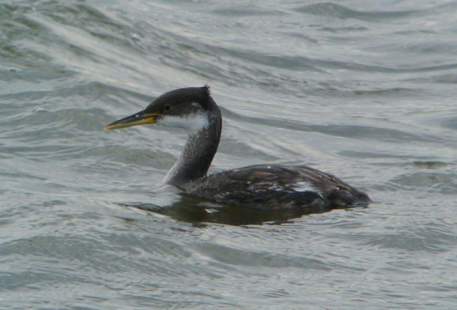 Image of Red-necked Grebe