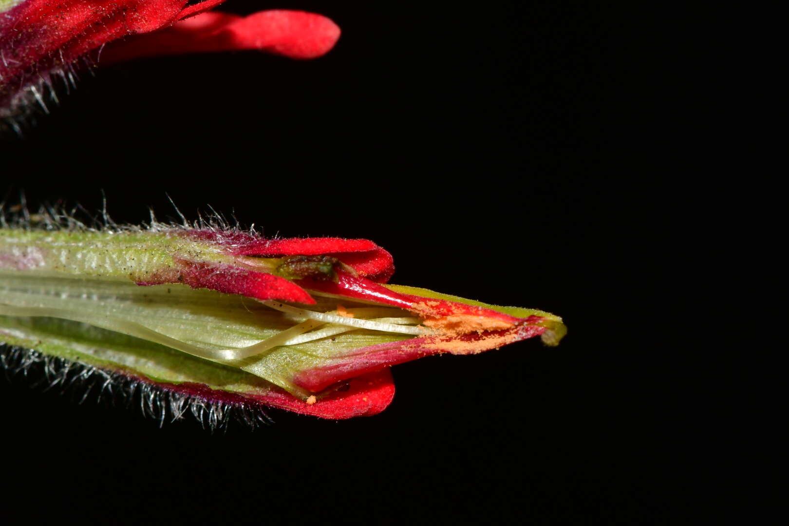 Image of Castilleja bella Standley