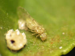 Image of bark lice, book lice and true lice