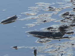 Image of Great blue spotted mudskipper