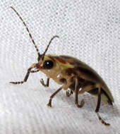 Image of Pennsylvania Firefly