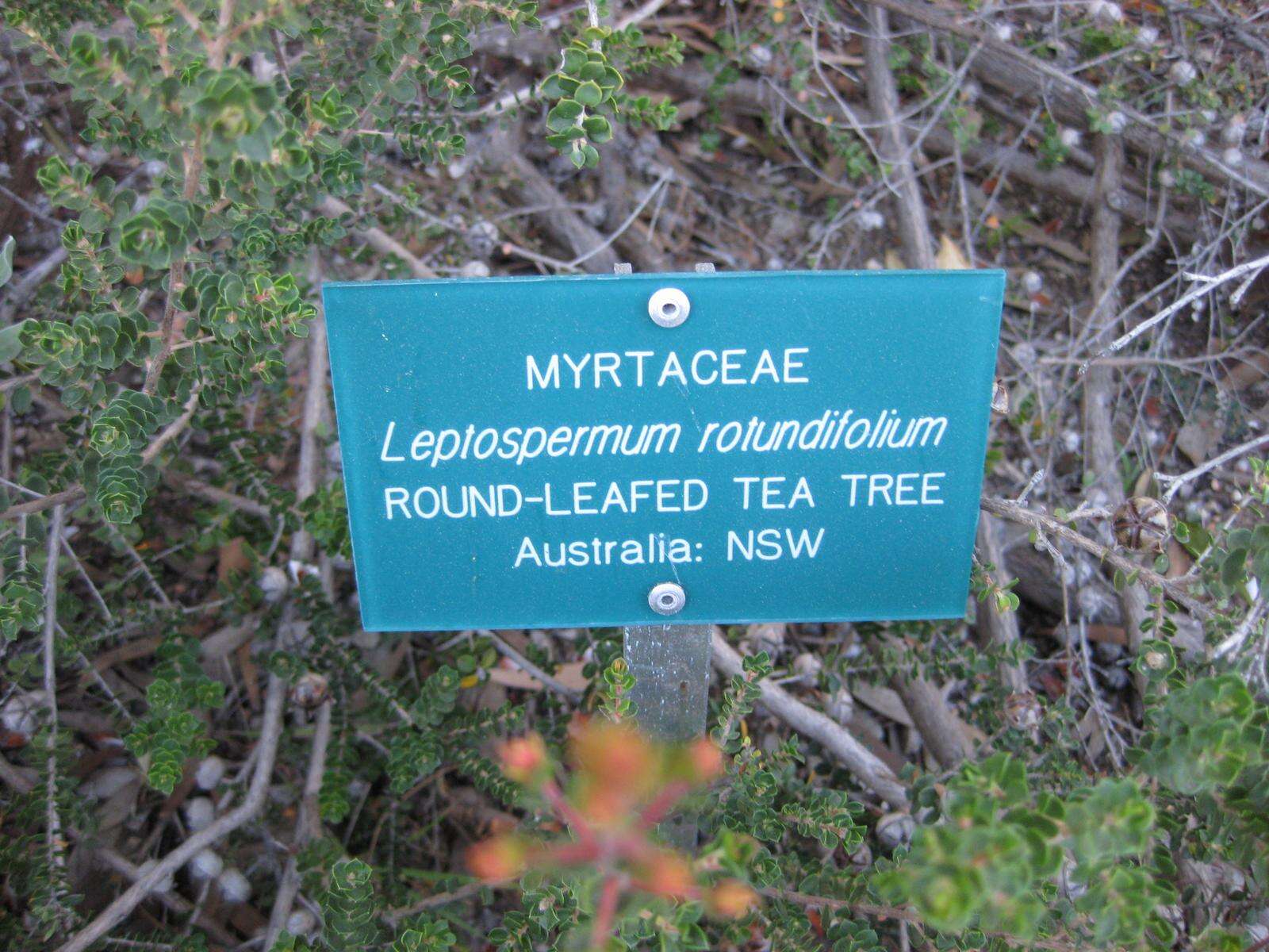 Sivun Leptospermum rotundifolium (Maiden & Betche) F. A. Rodway kuva