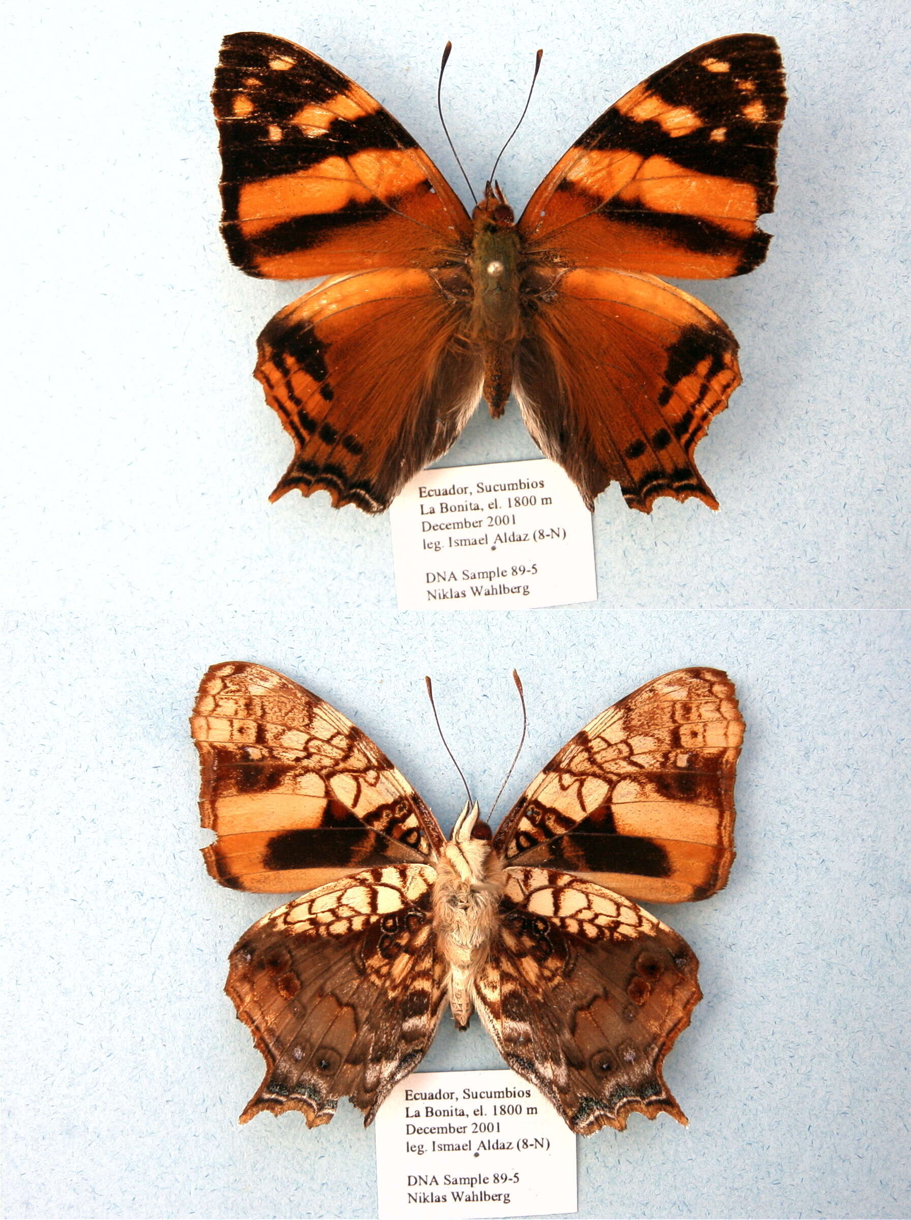 Image of Hypanartia lethe Fabricius 1793