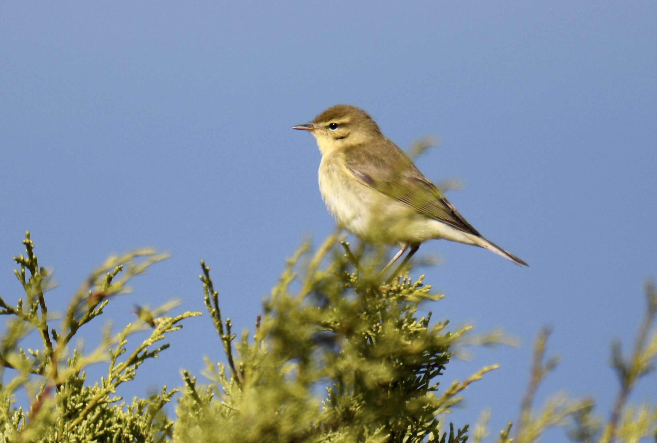 Image of Willow Warbler