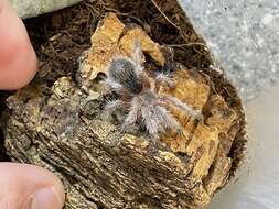 Image of Common Rose Hair Tarantula