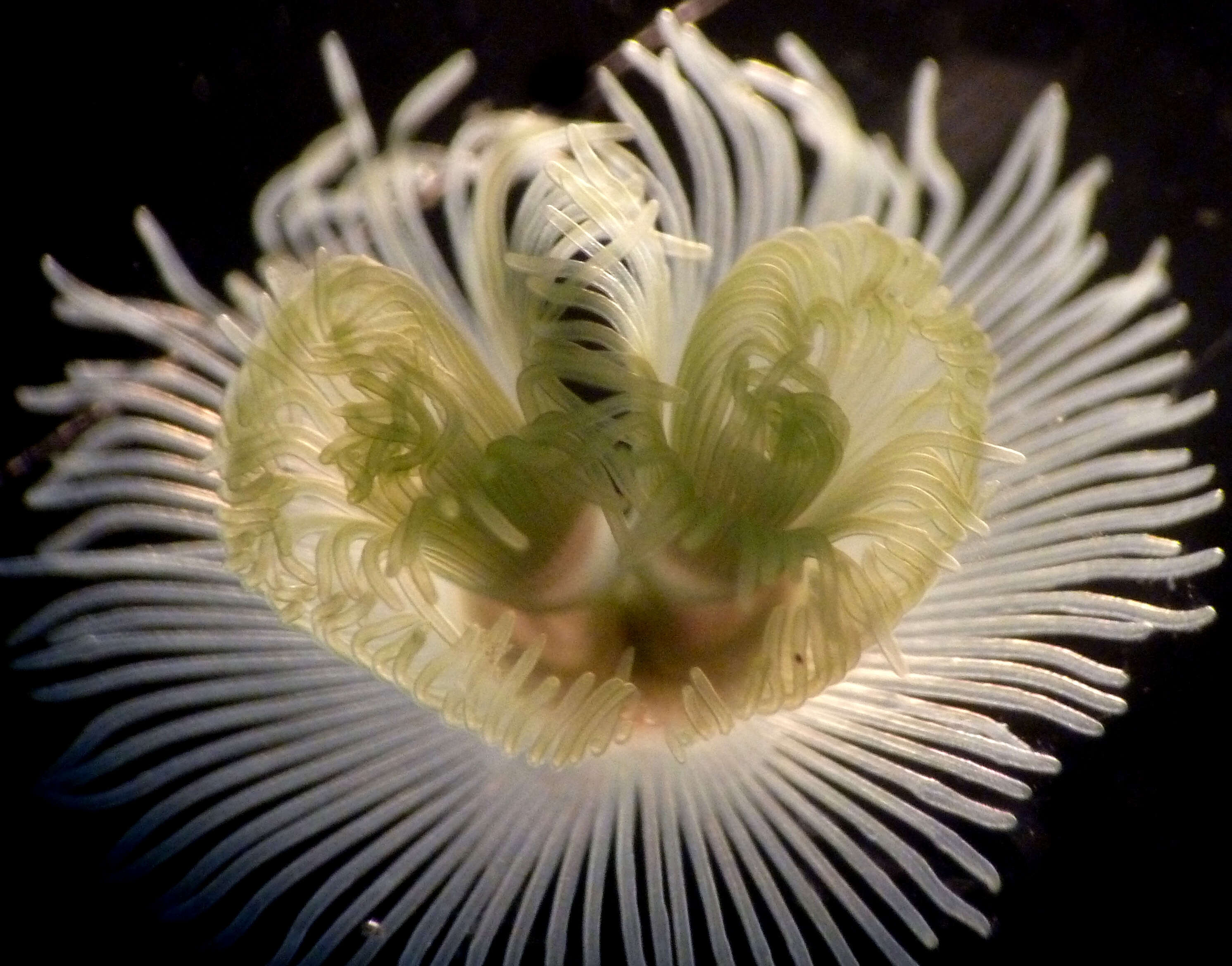 Image of large green phoronid