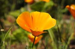 Image of California poppy