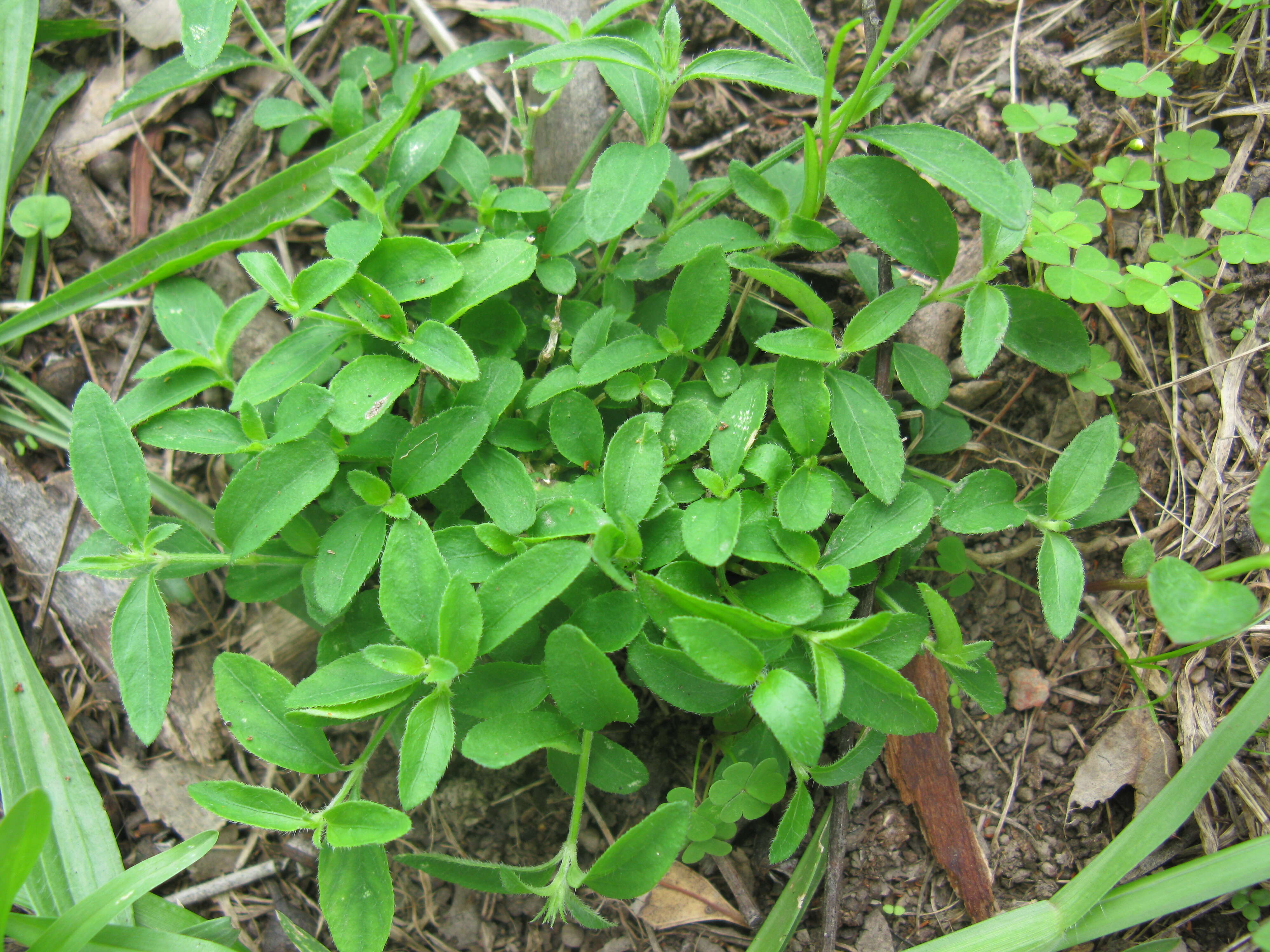 Image of Justicia adscendens subsp. adscendens