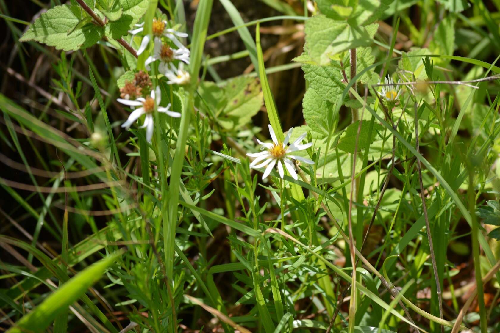 Image de Symphyotrichum trilineatum (Sch. Bip. ex Klatt) G. L. Nesom