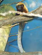 Image of Coppery Titi Monkey