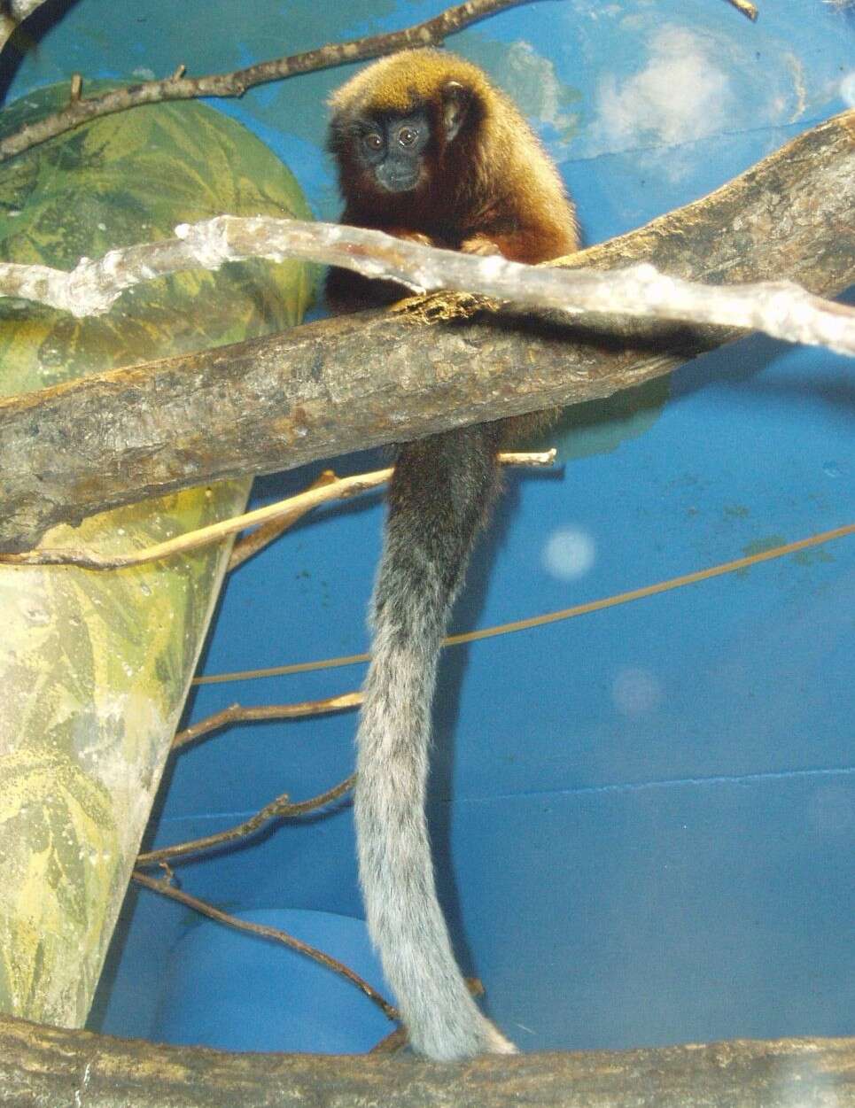 Image of Coppery Titi Monkey