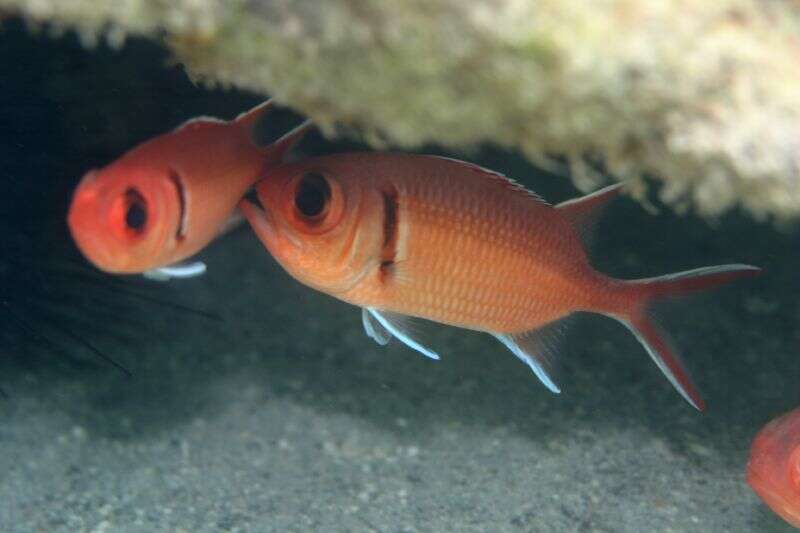 Image of squirrelfishes