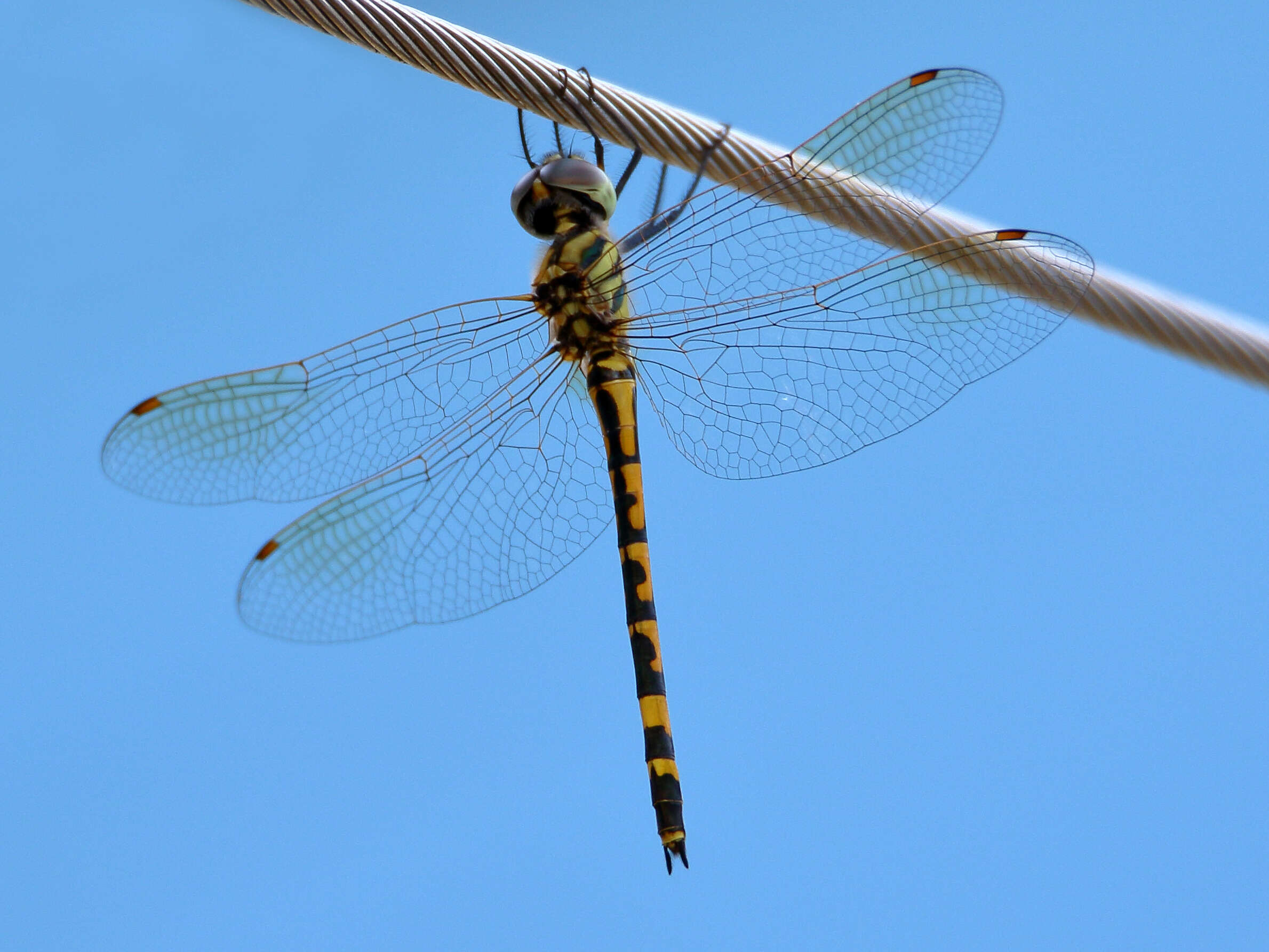 Image of Yellow-spotted Emerald