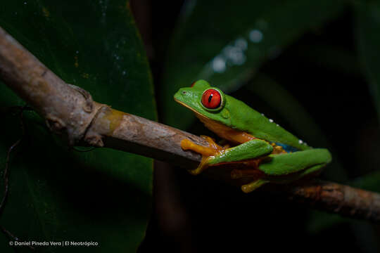 Image of Agalychnis taylori