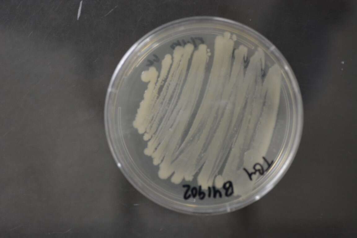 Image of Acinetobacter